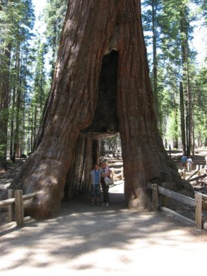 Tour dei Parchi, bosco di sequoie a Mariposa Grove (Yosemite NP, Stati Uniti)