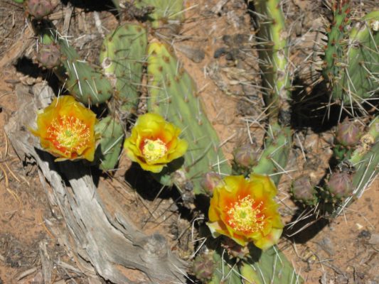 Tour dei Parchi, fiori di cactus lungo la Hermits Rest Route nel Grand Canyon (Arizona, Stati Uniti)