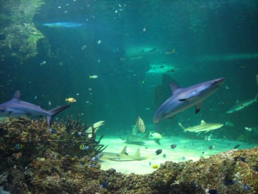 Interno dell'acquario di Sydney