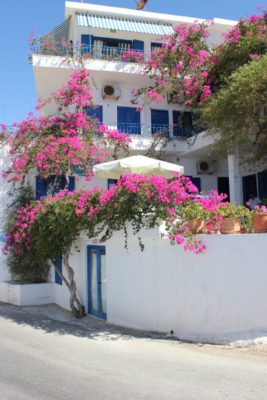 Bouganville in fiore ad Agía Galíni a Creta