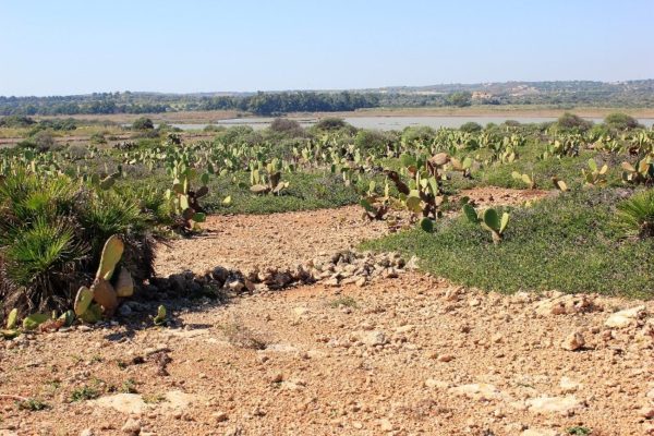 Distesa di cactus nella Riserva di Vendicari