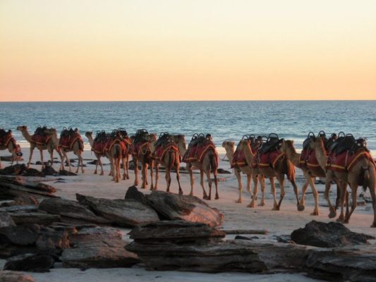 La parata dei cammelli a Cable Beach a Broome in Australia