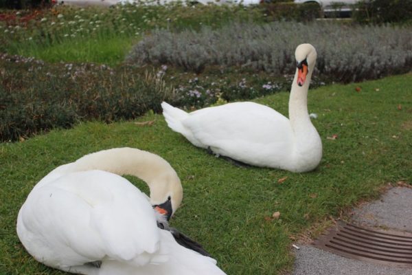 Cigno lago Bled