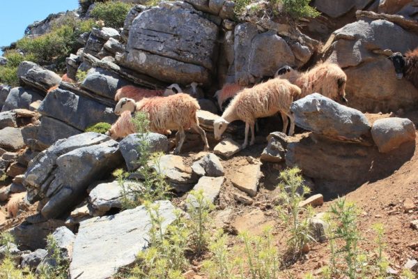 Gregge di pecore a Creta