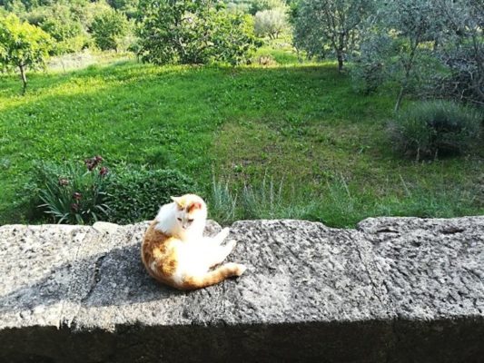 Un gatto a Hum (Colmo) in Istria Croazia