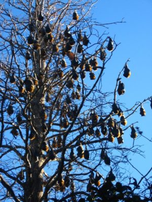 I pipistrelli ai Royal Botanic Gardens di Sydney