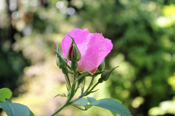 Rosa Damasco Castello Cordovado