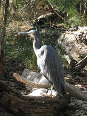 Uccello Alice Springs Desert Park