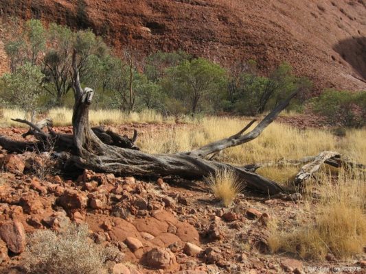 Valley of the Winds Walk Monti Olgas