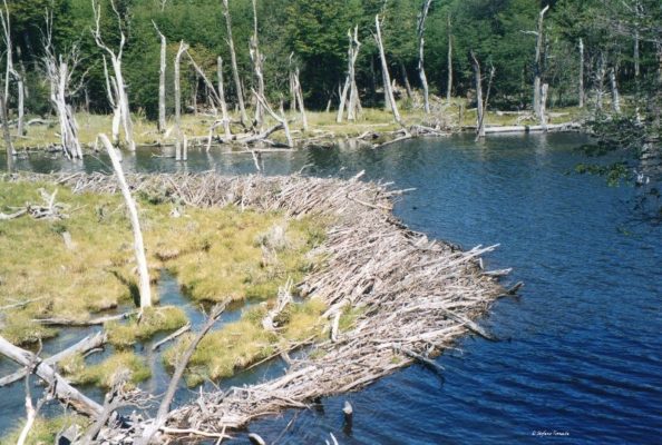 Diga costruita dai castori nel parco nazionale della Terra del Fuoco