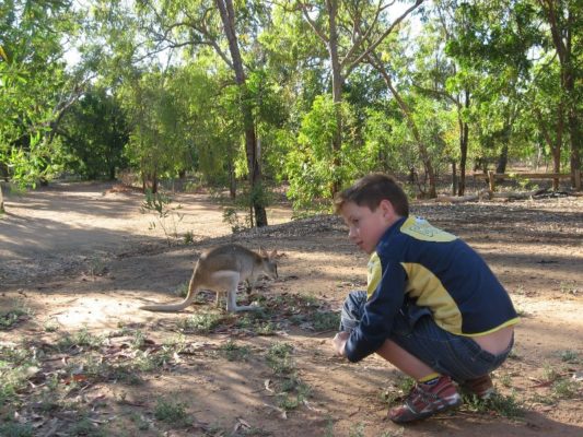 Wallaby Elsey National Park Australia