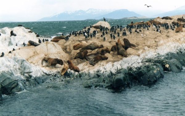 Isla de Los Lobos nel canale Beagle in Argentina