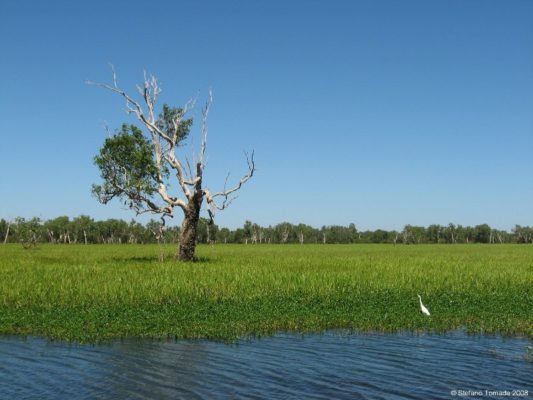 Yellow Water Billabong Kakadu National Park