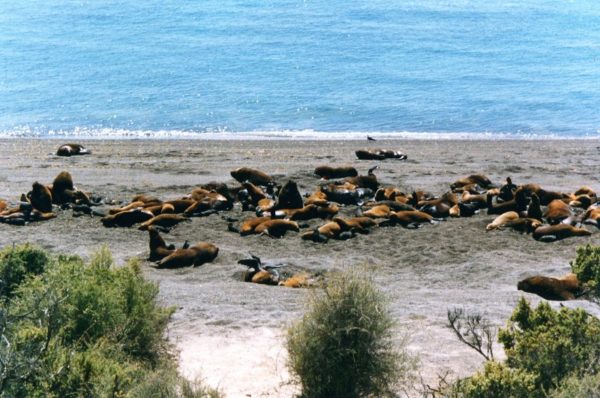 Colonia di leoni marini a Punta Norte nella Penisola di Valdes in Argentina