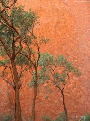 Mala Walk Uluru Australia