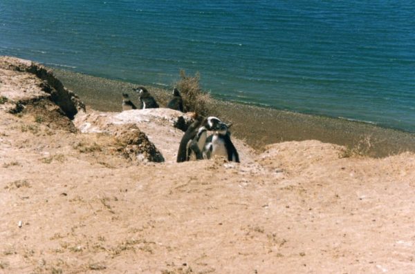 Pinguini di Magellano Penisola Valdès in Patagonia Argentina