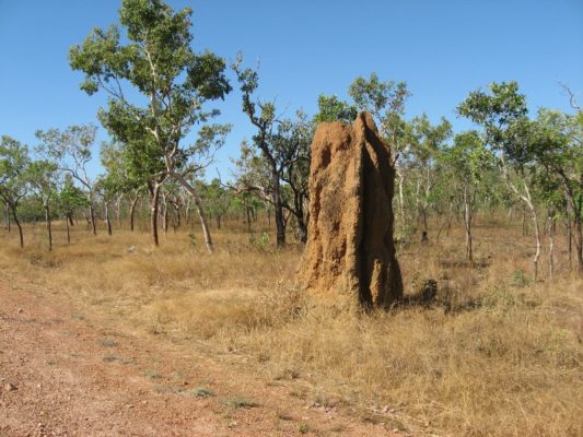 Termitaio Kakadu National Park Australia