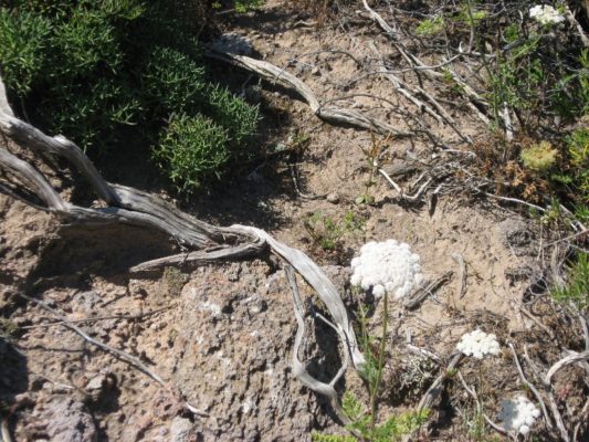 Tipica vegetazione nell'isola di San Pietro in Sardegna