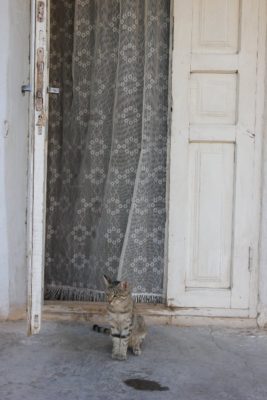 Gatto Khiva Uzbekistan