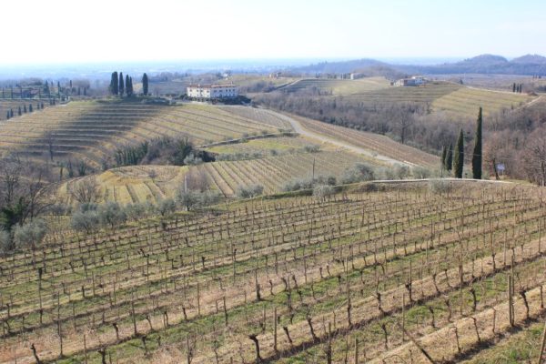 Paesaggio Colli Orientali del Friuli