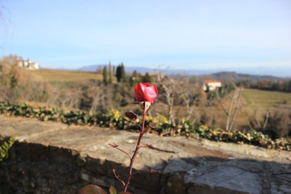 Rose Abbazia di Rosazzo