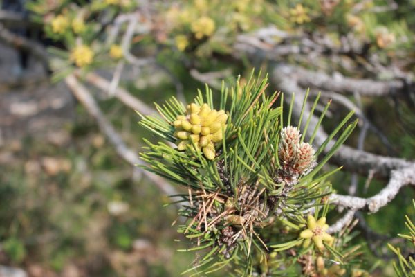 Vegetazione Riserva Naturale Falesie di Duino