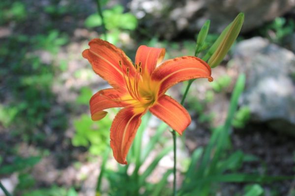 Lilium arancione