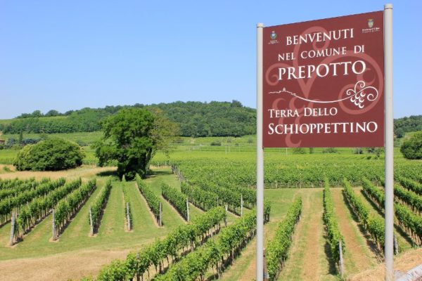 Prepotto e dintorni terra dello Schioppettino