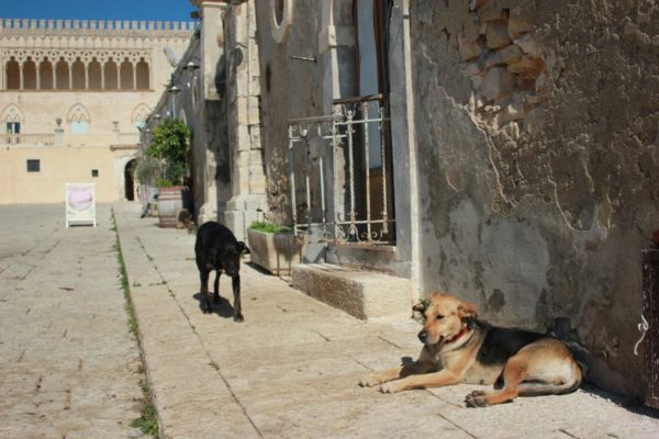 Strada di accesso al Castello di Donnafugata