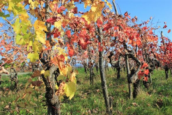 Vigna di Terrano nei dintorni di Štanjel Slovenia