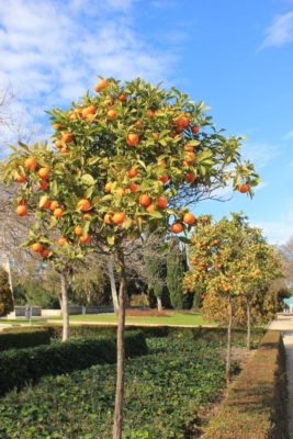 Piante di aranci nei giardini di Valencia