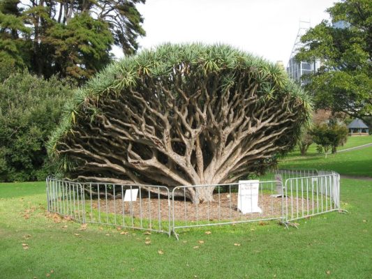 Esemplare di Dracaena Draco nei Royal Botanic Gardens di Sydney