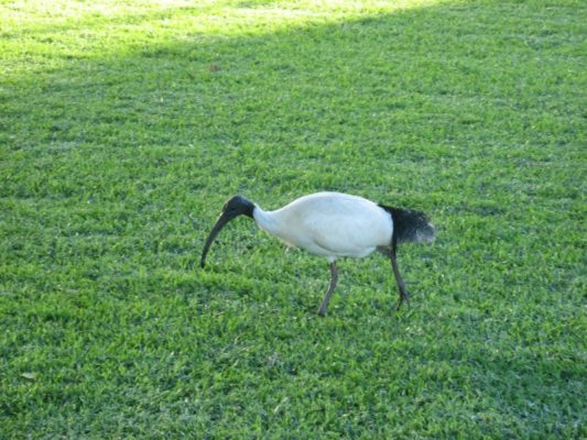 Un ibis nei Royal Botanic Gardens di Sydney