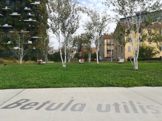 Betulle dell'Himalaya nella Biblioteca degli Alberi a Milano Porta Nuova