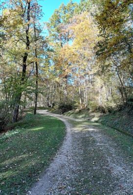 Un sentiero del Bosco Romagno