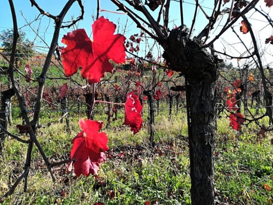 Le vigne dei Colli Orientali del Friuli con i colori dell'autunno