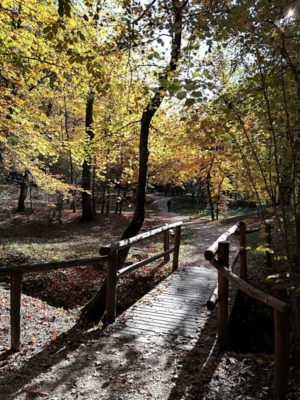 Un ponticello in legno nel Bosco Romagno