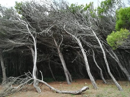 La pineta della spiaggia di Torre dell'Orso in Salento