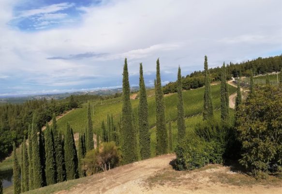 Panorama dei vigneti dell'azienda agricola Isole e Olena nel Chianti