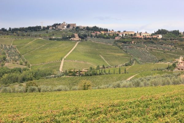 Vigneti nei dintorni di Panzano in Chianti