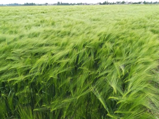 Coltivazione di orzo nella pianura friulana