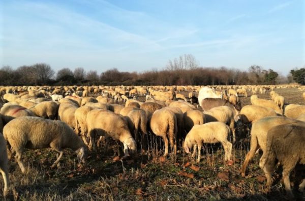 Gregge di pecore nella campagna friulana