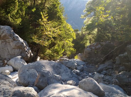 Bosco all'interno del Parco Nazionale Lefká Ori a Creta