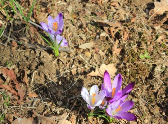 Crocus nel Bosco di Plessiva