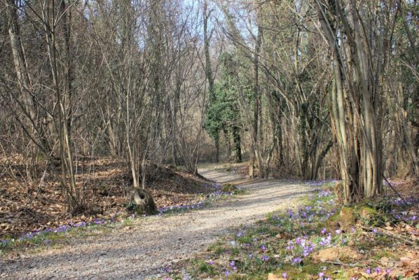 Il sentiero Vita nel Bosco di Plessiva