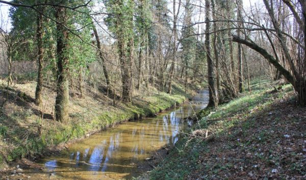 Il Rio Fidri nel Bosco di Plessiva