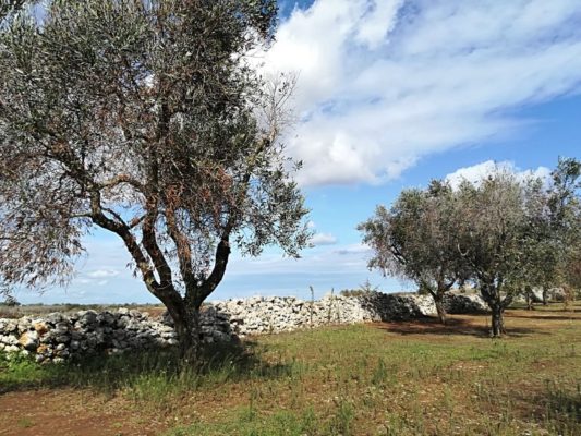 Paesaggio tipico del Salento