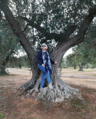 Una pianta di ulivo nel Salento