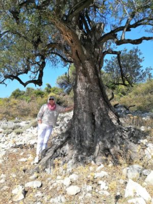 Il Parco degli ulivi secolari di Lun, isola di Pag