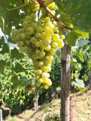 Grappolo di uva Glera a Valdobbiadene